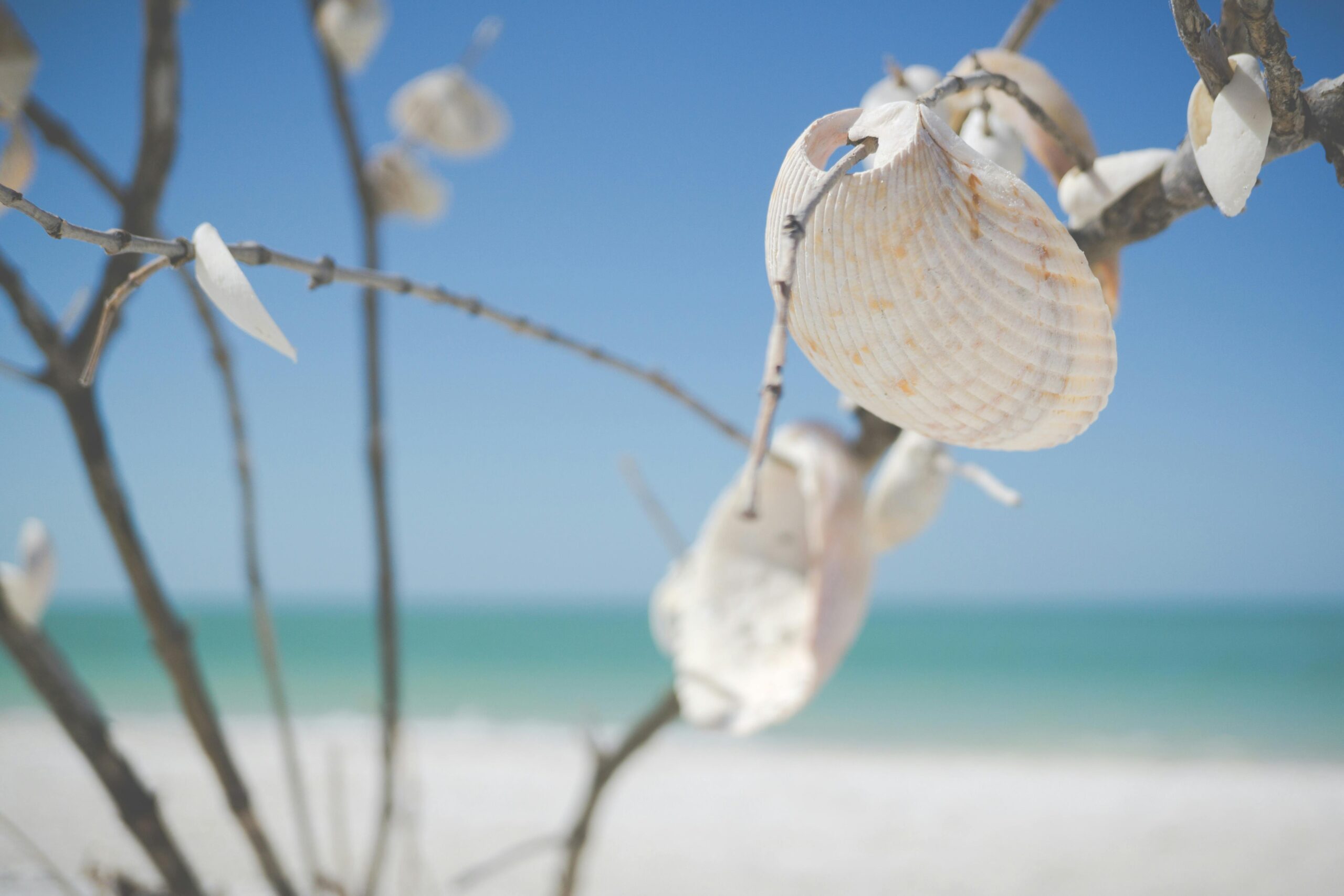 Seashells hanging from a branch on a sunny beach, Marco Island, FL.
